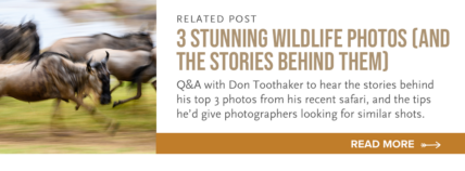 pro photographers top 3 photos from serengeti