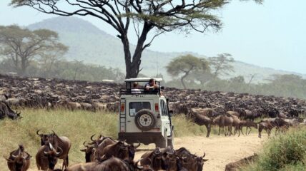 thomson safaris land rover in the center of the great migration