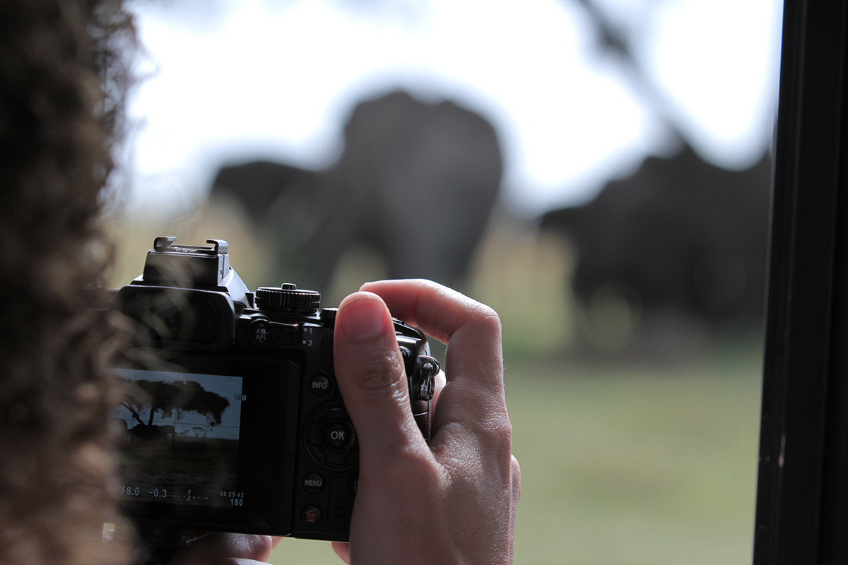 taking photos of elephants in serengeti