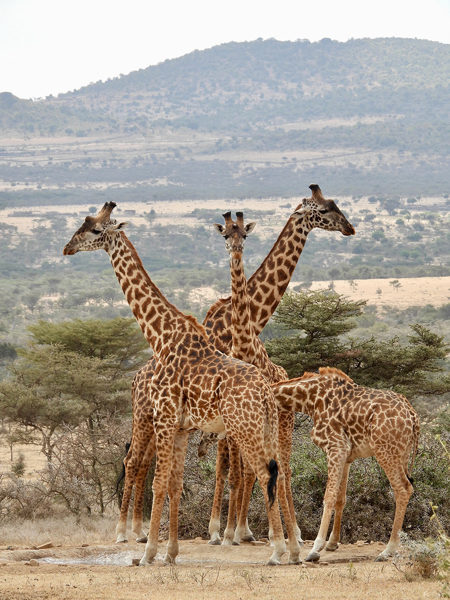 giraffes at waterhole in serengeti
