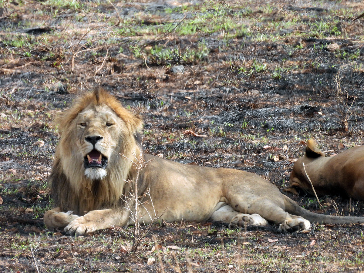 male lion in serengeti tanzania
