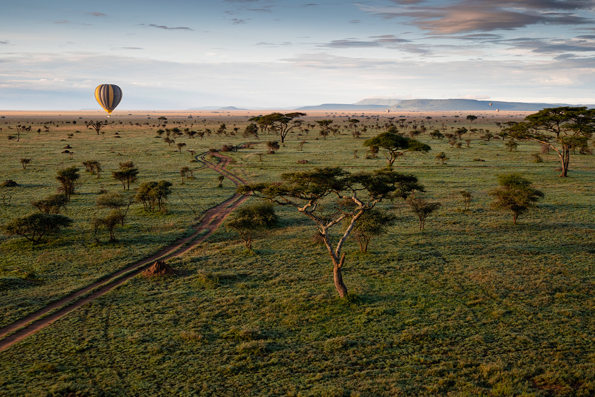 serengeti at dawn