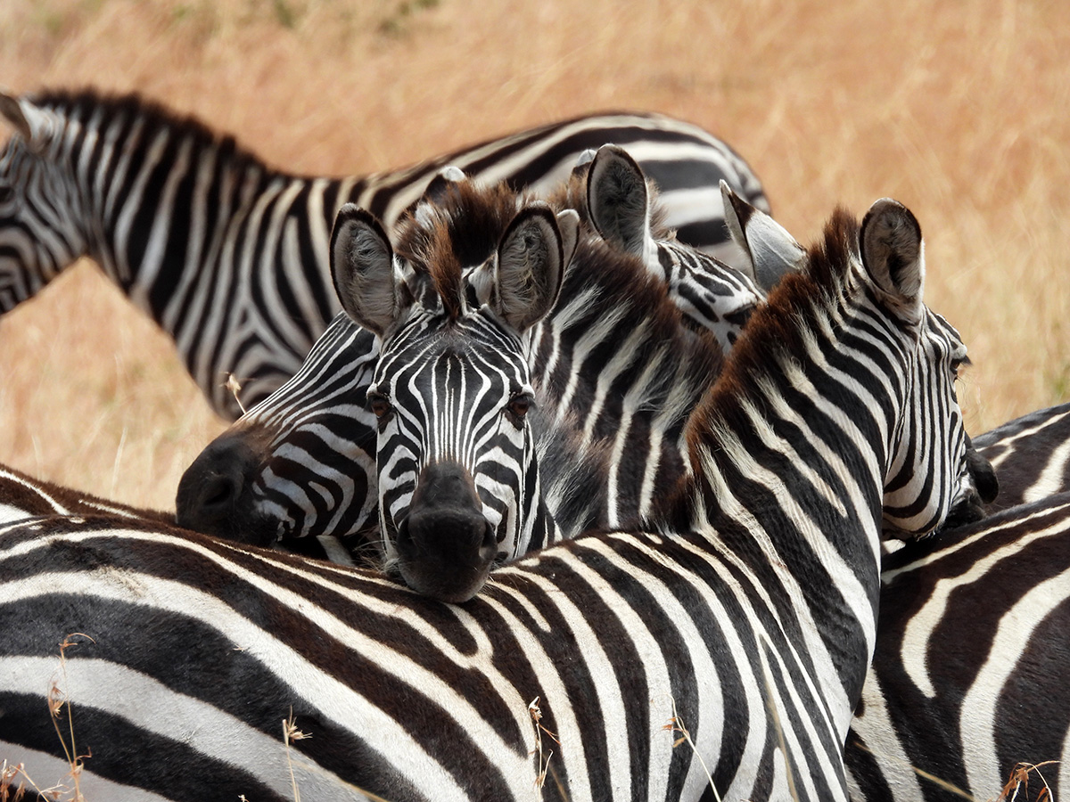 zebra resting head on back in tanzania
