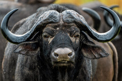 african buffalo on safari