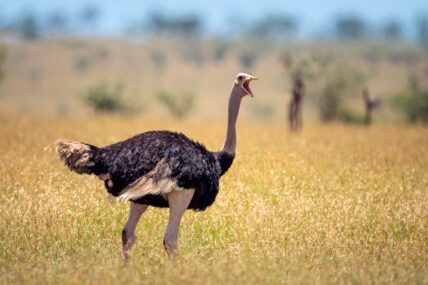 ostrich in wild