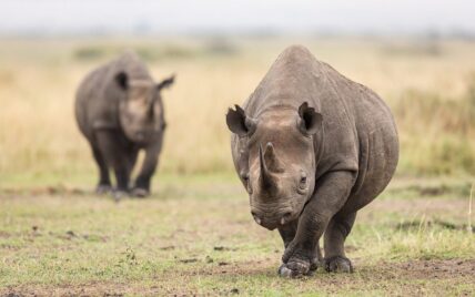 black rhino in serengeti