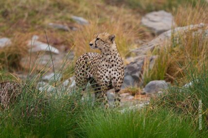 cheetah in grass