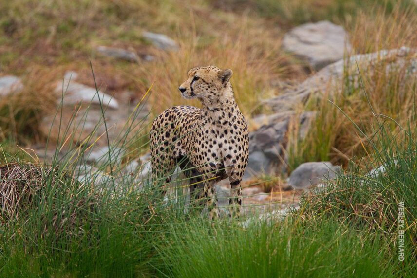 cheetah in grass