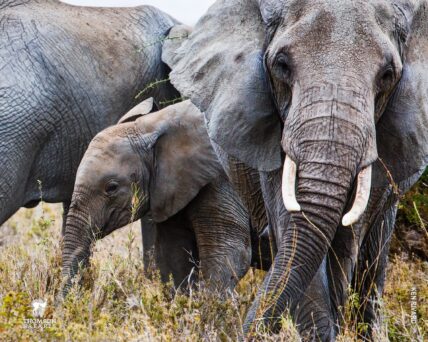 elephants with baby elephant