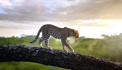 leopard on tree