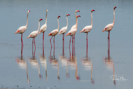 flamingos in water