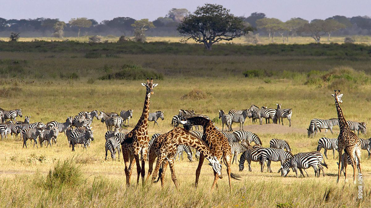 giraffes and zebras in serengeti 