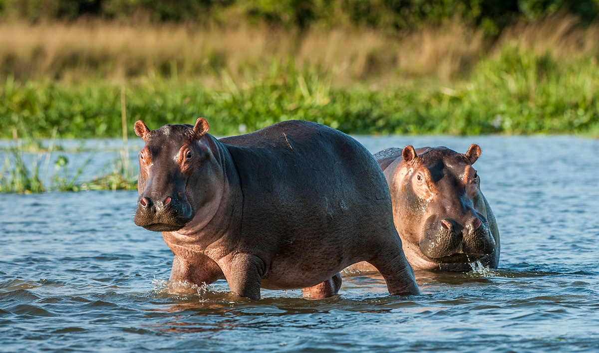 hippos in pool in africa