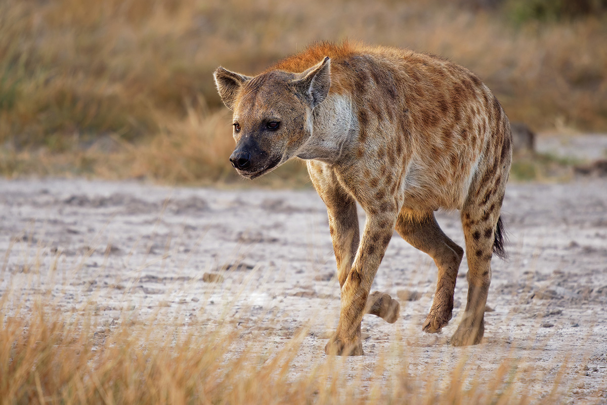 hyena in africa