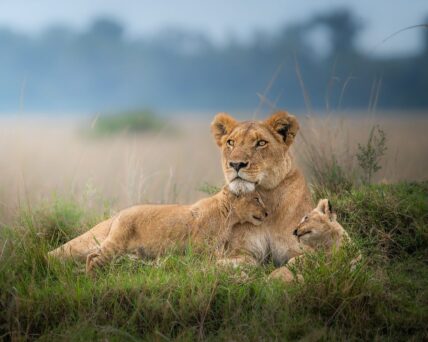 lion mother with cubs