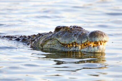 nile crocodile swimming