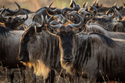 wildebeest herd up close