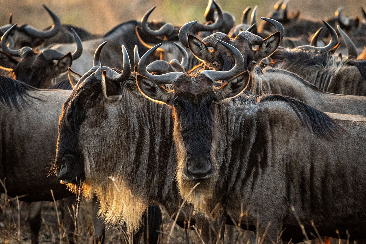 herd of wildebeest in serengeti