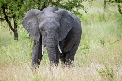 elephant in serengeti