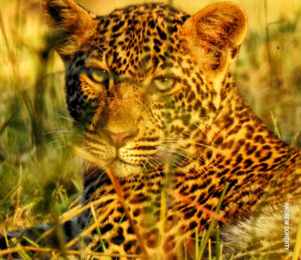 leopard in serengeti photo camera