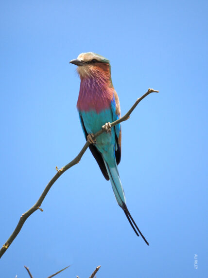 lilac breasted roller bird