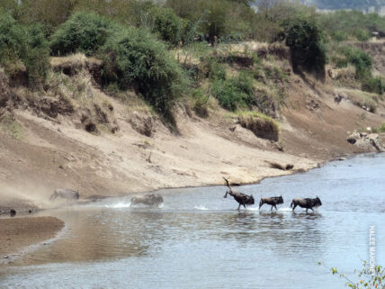 river crossing wildebeest