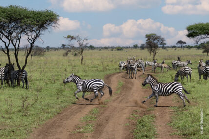 zebra running in serengeti