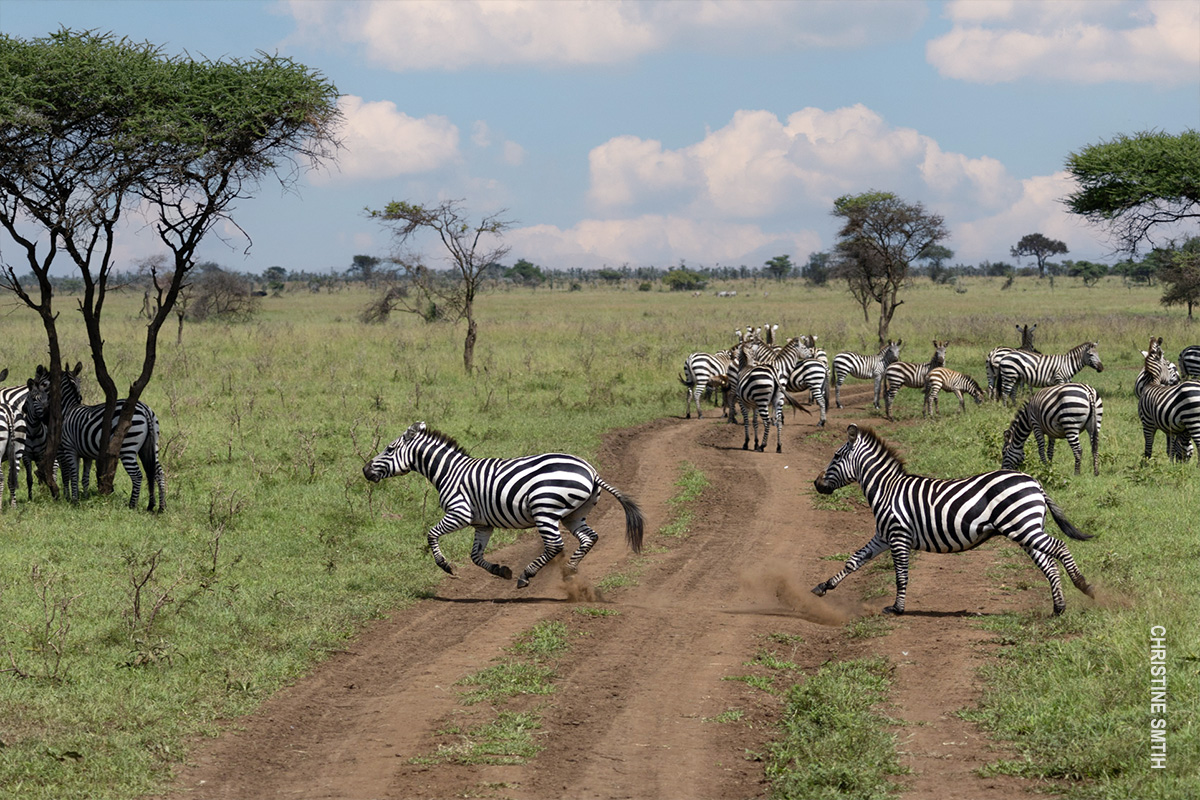 zebras running in serengeti shot with canon r7 camera