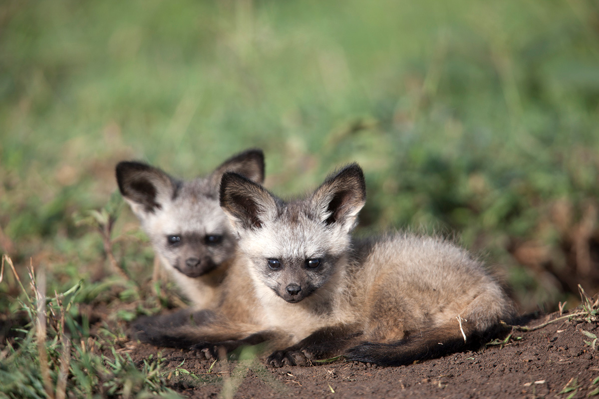 baby animal quiz answer bat earred fox