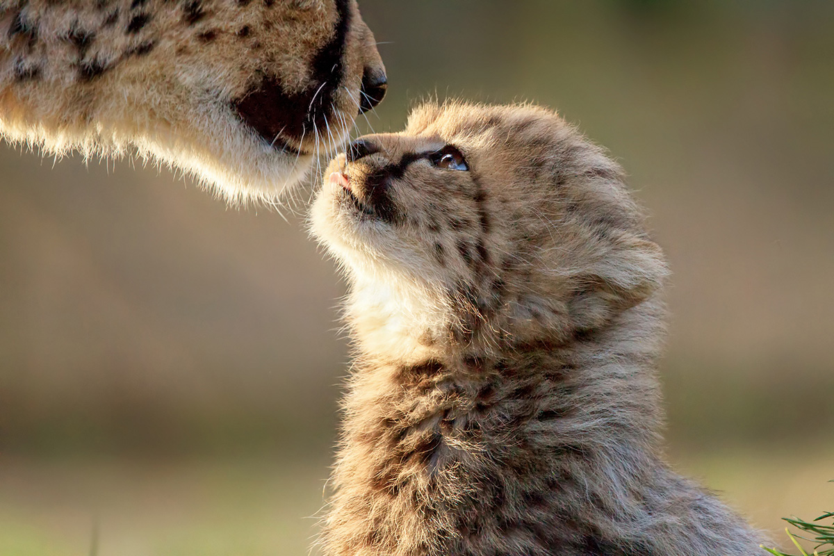 baby animal quiz answer cheetah cub