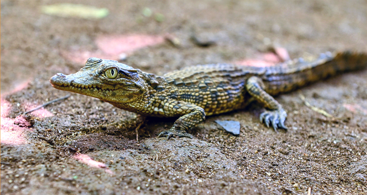 baby animal quiz answer crocodile