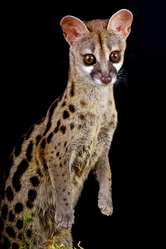 genet answer from baby animal quiz