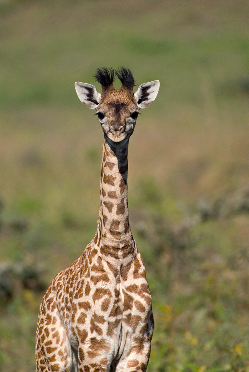 baby animal quiz answer giraffe