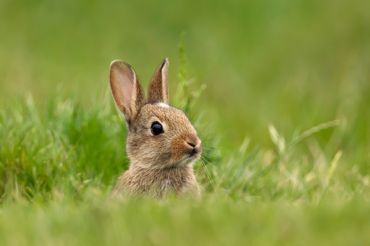 baby animal quiz answer hare