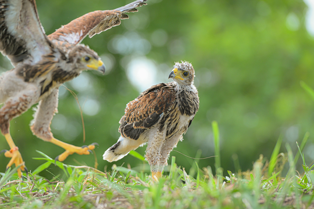 juvenile hawk answer to baby animals quiz 