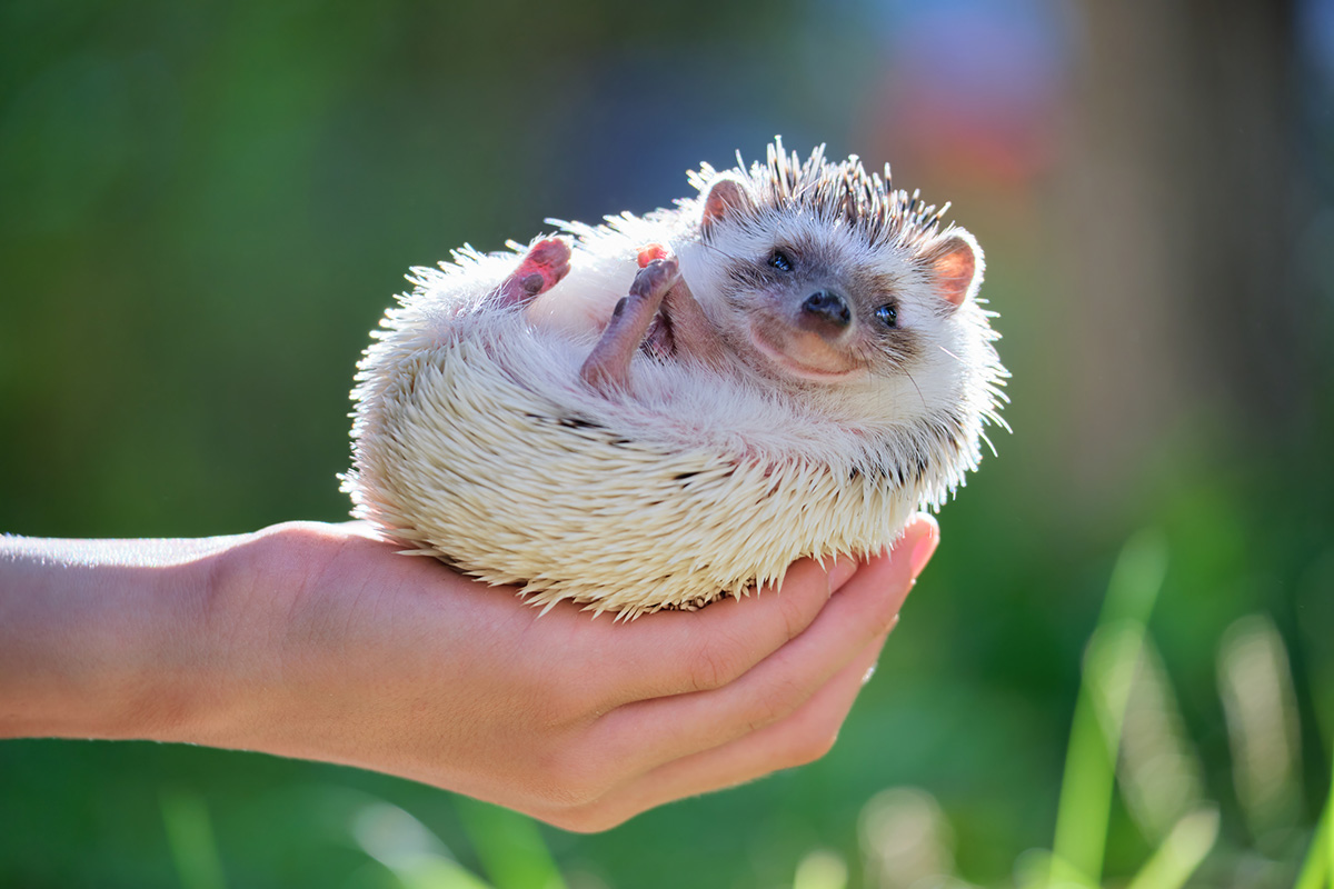 baby animal quiz answer hedgehog