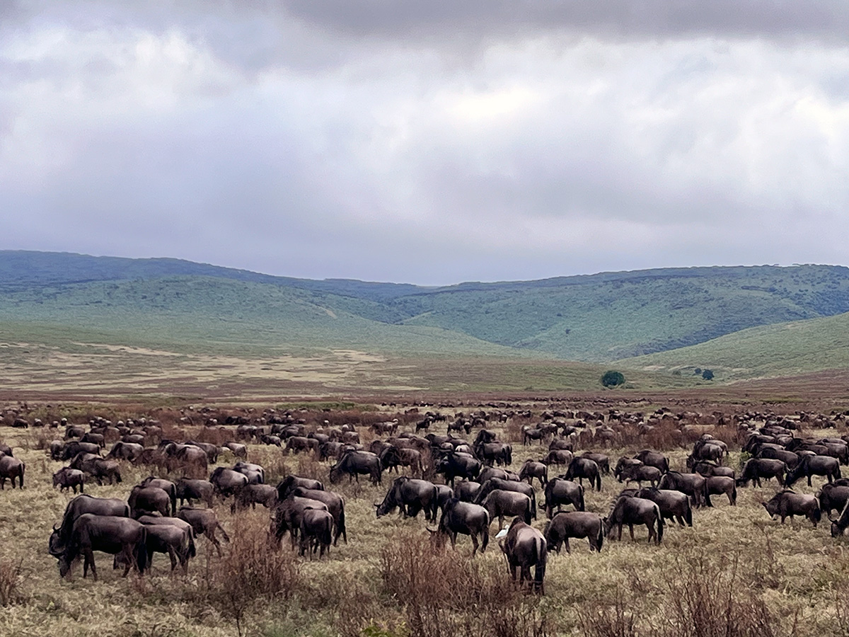 wildebeest herds in serengeti