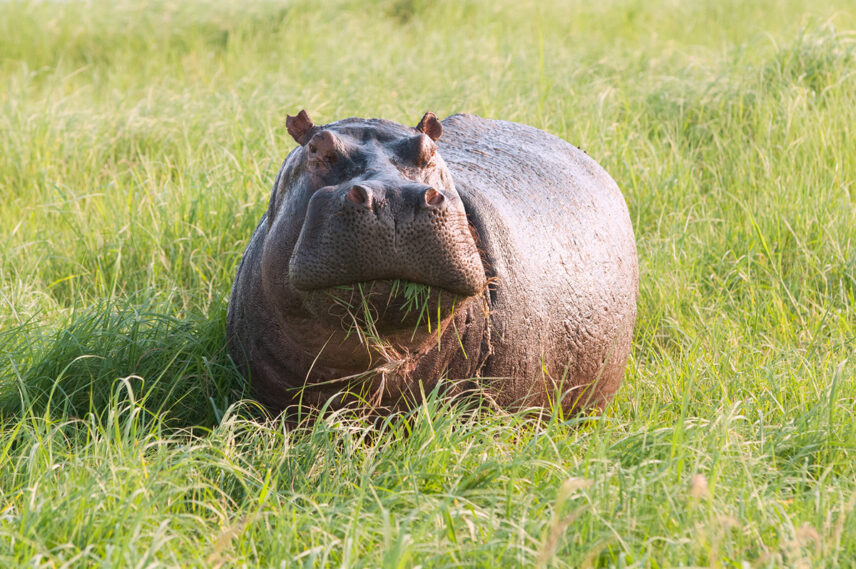 hippo grazing in grass in serengeti
