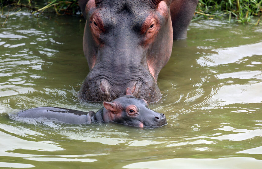 hippo mother and calf swimming