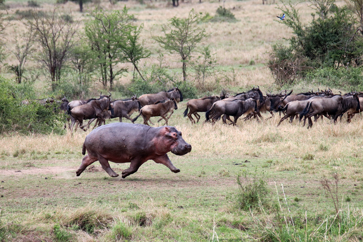 hippo running with wildebeest in background