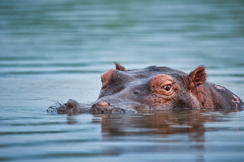 hippo head submerged in water in tanzania