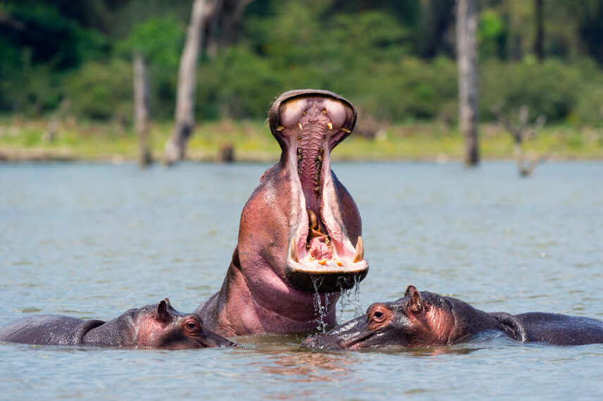 hippo yawning in water in tanzania