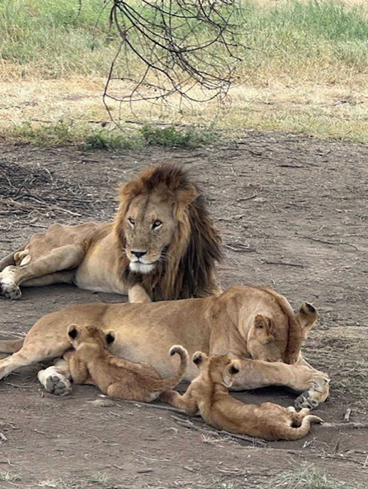 lions with cubs in serengeti