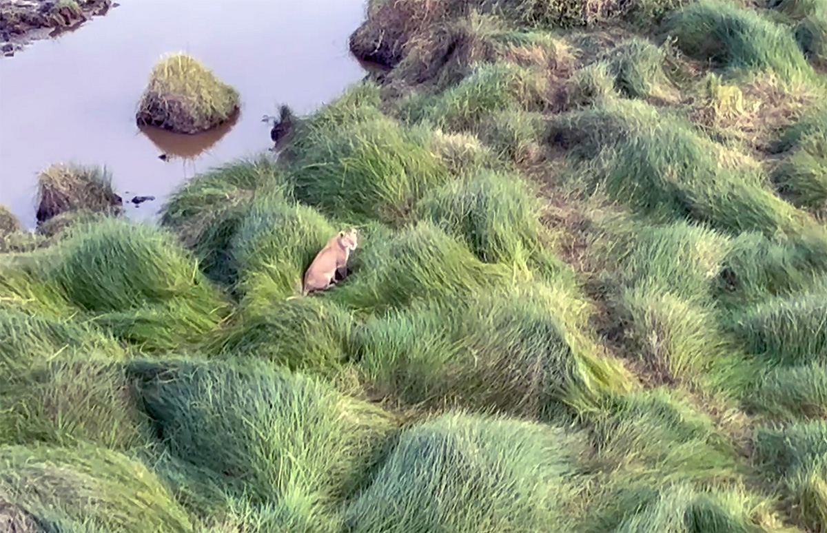 lion walking along mara river bank in serengeti