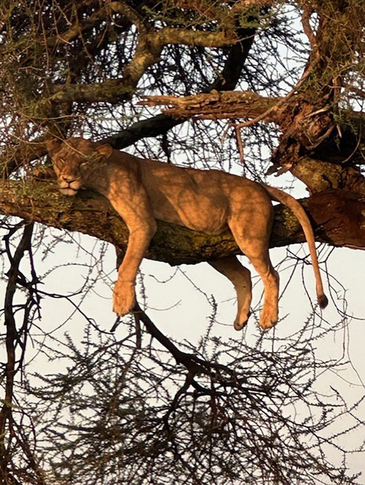 lion in tree branches as seen on thomson safari in serengeti