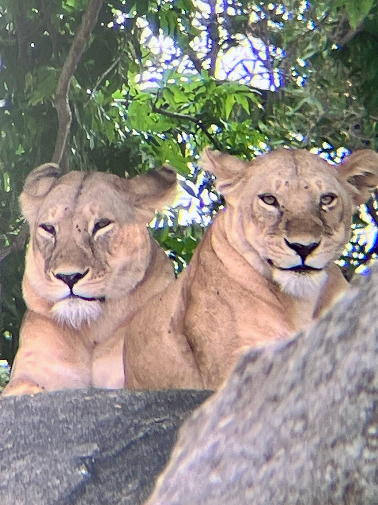 pair of lionesses on kopje in serengeti