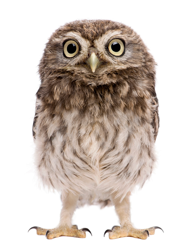 baby animal quiz answer owl