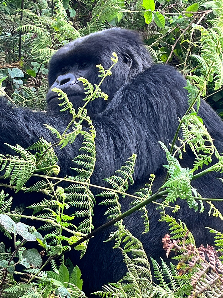 silverback gorilla in rwanda