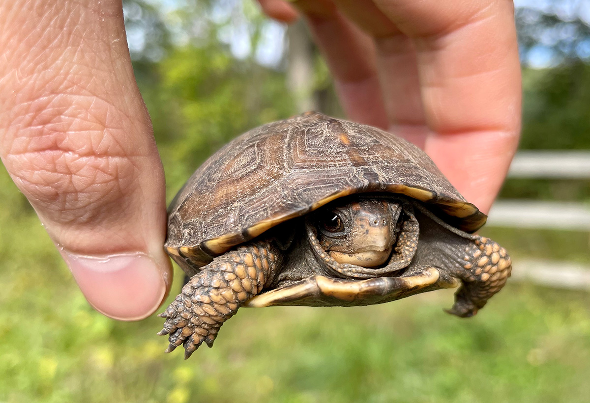 baby animal quiz answer turtle