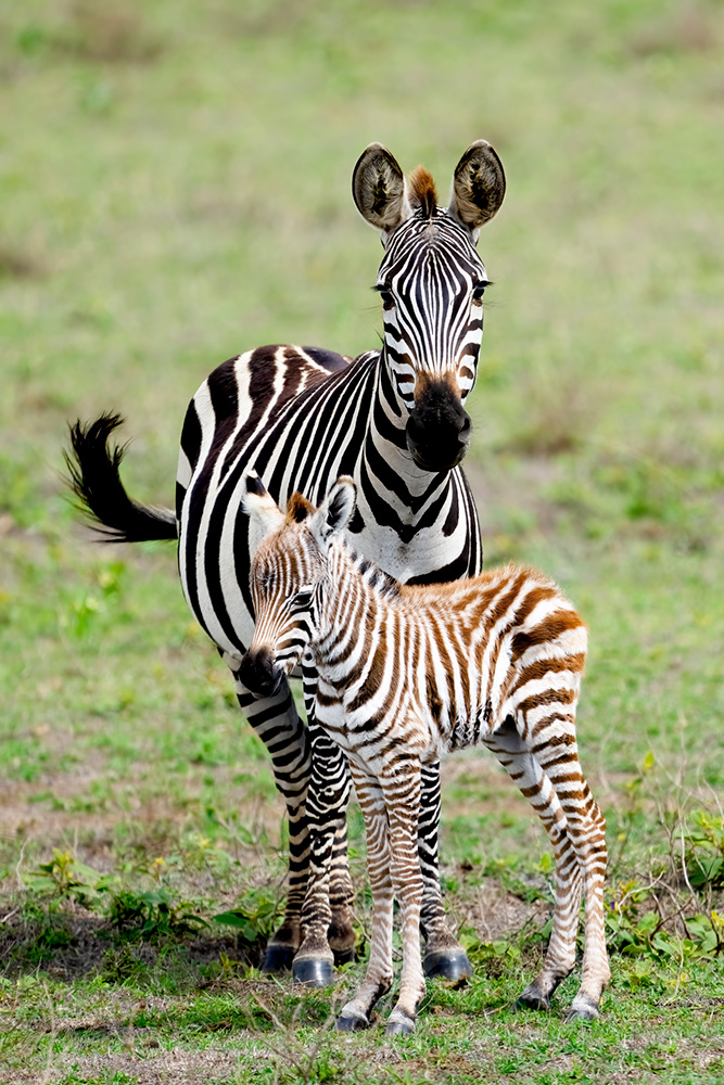 zebra foal has brown stripes in the baby animal quiz answer